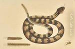 Vipera Caudisona by Mark Catesby