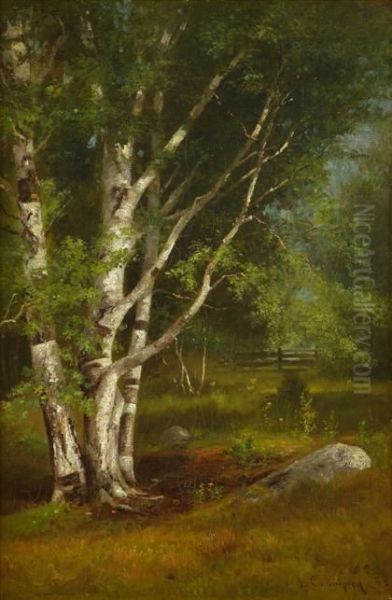 Silver Birches - view 1