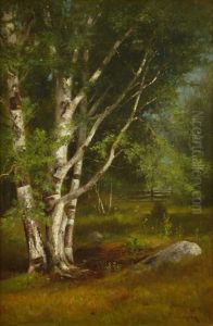Silver Birches