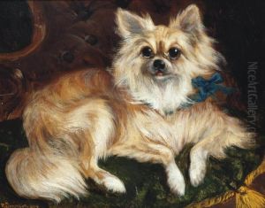 A Comfy Papillon