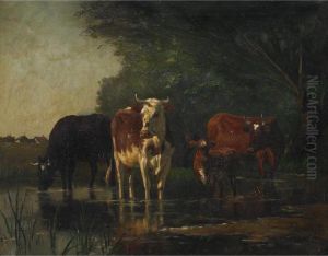 Cattle And Their Calf Watering In A Farm Pasture