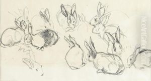 Rabbit Study