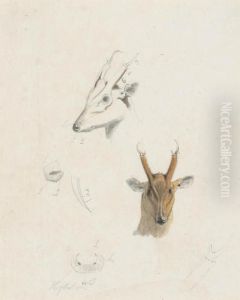 Studies Of The Head, Nose And Antlers Of A Musk Deer Of Ceylon