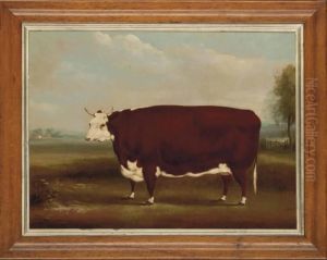 A Hereford Cow In A Landscape A Hereford Cow In A Landscape