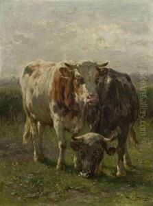 Rinder Auf Der Weide. Rinder Auf Der Weide.