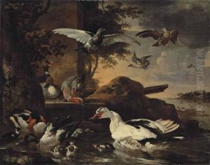 A Shoveler, A Muscovy Duck