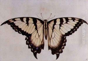 Swallow-tail Butterfly by John White