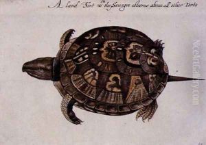 Common Box Tortoise by John White