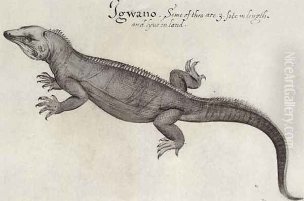 Iguana - view 1