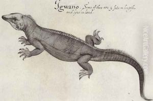 Iguana by John White