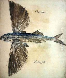 Flying-Fish by John White