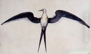 Frigate Bird Frigate Bird