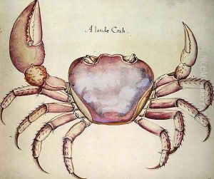 Land Crab Land Crab