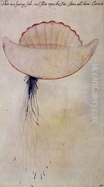 Portuguese Man-o-War - view 1