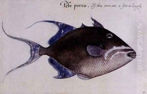 Trigger-Fish by John White