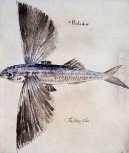 Flying-Fish 2 by John White