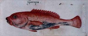 Grouper by John White