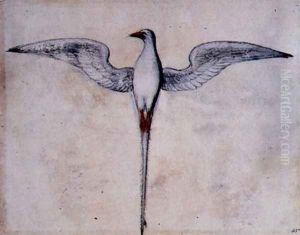 Tropic Bird by John White