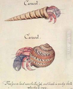 Hermit Crab