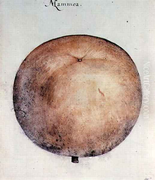 Mammee Apple - view 1