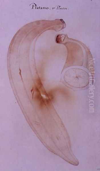 Horn Plantain - view 1