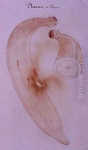 Horn Plantain