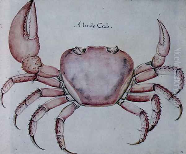 Land Crab 2 - view 1