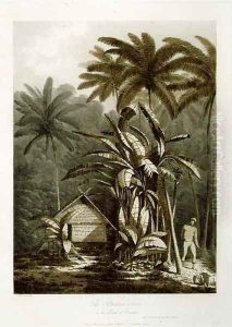 The Plantain Tree in the Island of Cracatoa, from Views in the South Seas, pub. 1788 by John Webber