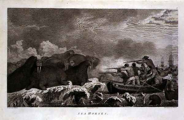 Sea Horses, figures by J. Heath, engraved by E. Scott plate 52 from 'Journal of a Voyage to the South Seas', transcribed from the papers of Sydney Parkinson, pub. 1823 - view 1