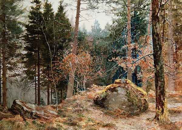 In a Welsh wood, winter - view 1