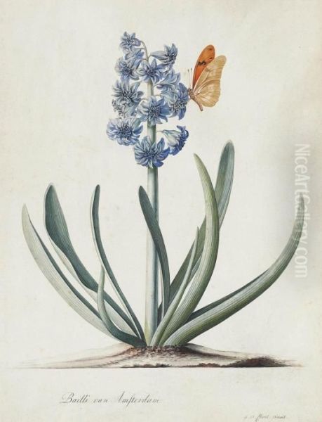 A Double Blue Hyacinth (hyacinthus Orientalis) With A Butterfly - view 1