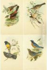 Bird Studies