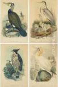 [bird Studies] by Ottto Donner Von Richter