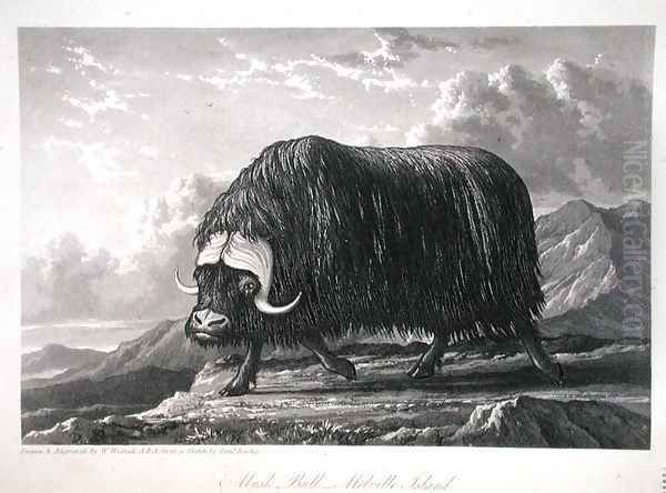 Musk Bull, Melville Island, from Journal of a Voyage for the Discovery of a North West Passage from the Atlantic to the Pacific performed in the Years 1819-20, by William Edward Parry, published 1821 - view 1