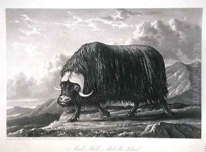 Musk Bull, Melville Island, from Journal of a Voyage for the Discovery of a North West Passage from the Atlantic to the Pacific performed in the Years 1819-20, by William Edward Parry, published 1821 by William Westall