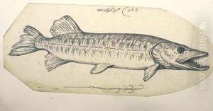 Study of a pike with fish hook by Benjamin West