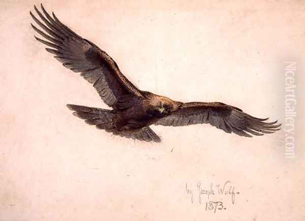 Eagle in flight, 1873 - view 1