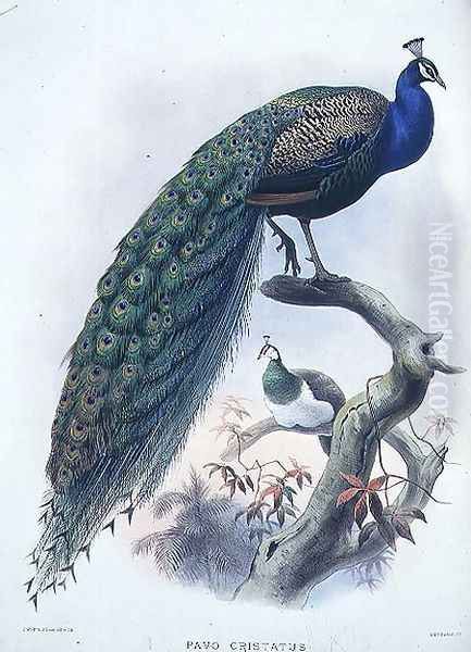Pavo cristatus (Common Peafowl) plate 3 from Vol I of 'Monograph of Phasianide or Family of Pheasants', engraved by the artist and J. Smit, pub. by D.G. Elliot, 1872 - view 1