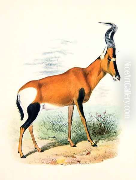 Antelope, from The Book of Antelopes - view 1