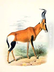 Antelope, from The Book of Antelopes Antelope, from The Book of Antelopes