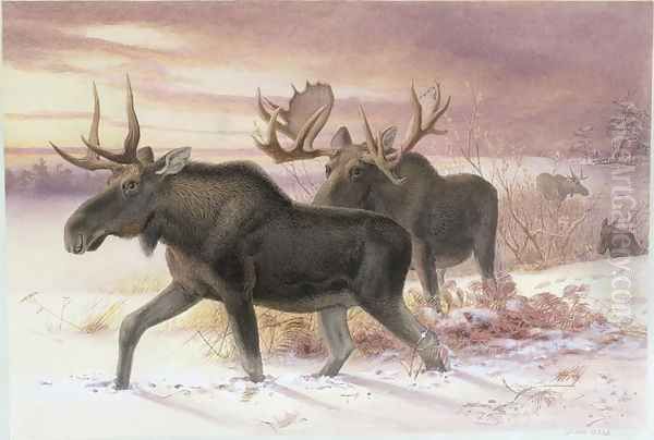 Elk, Family Cervidae (deer), 14th October 1850 - view 1