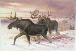 Elk, Family Cervidae (deer), 14th October 1850 by Joseph Wolf