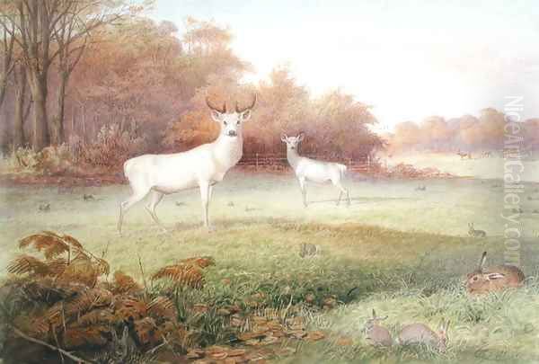 Cervus elaphus (White Variety), from The Knowsley Menagerie, October 24th 1850 - view 1