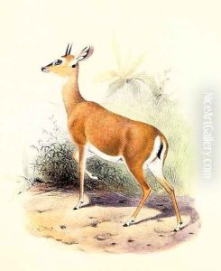 Antelope, from The Book of Antelopes 2 by Joseph Wolf