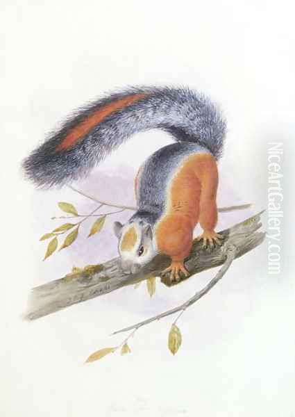 Squirrel, October 1850 - view 1
