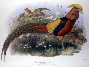 Thaumalea picta Thaumalea picta