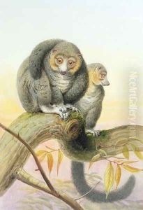 Eulemur mongoz, November 1851 by Joseph Wolf