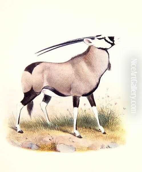 The Gemsbok, from The Book of Antelopes - view 1