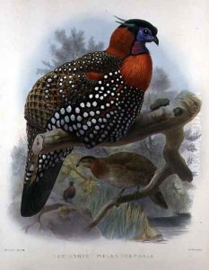 Crimson bellied Tragopan, engraved by M. & N. Hanhart, 1870-72 Crimson bellied Tragopan, engraved by M. & N. Hanhart, 1870-72