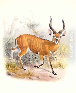 The Broad Horned Antelope, from The Book of Antelopes by Joseph Wolf